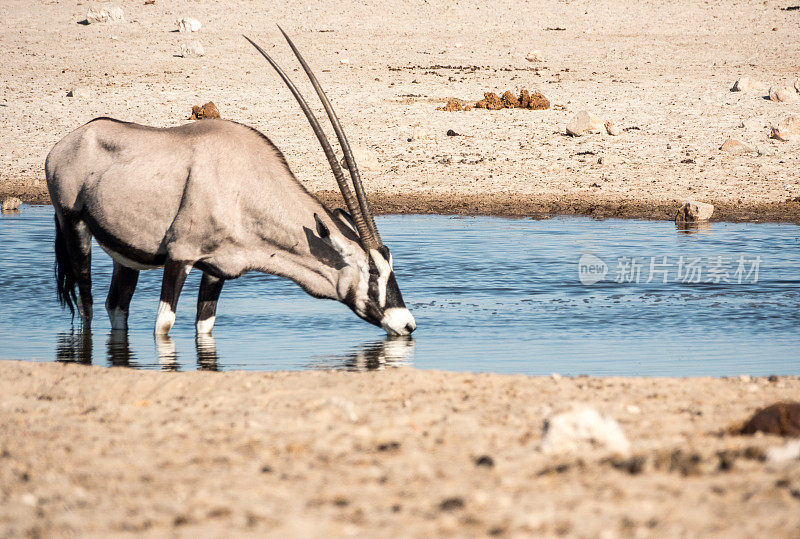 纳米比亚埃托沙国家公园Ozonjuitji M'Bari水潭的Gemsbok。